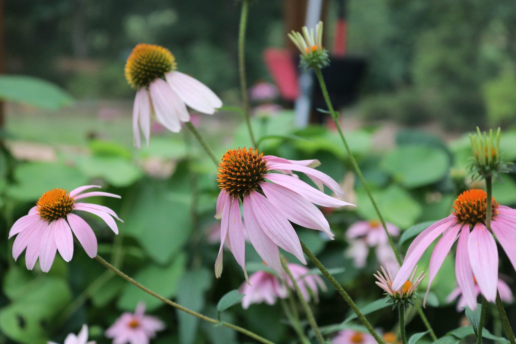 Kaylee Light Photography